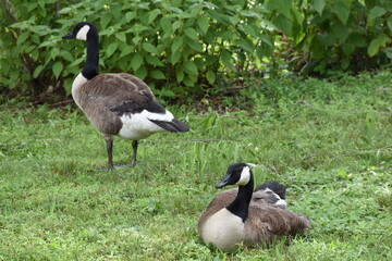 Obraz premium canada goose branta canadensis