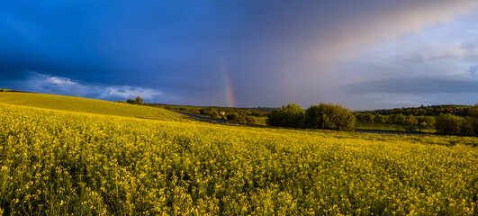 Spring rapeseed fields after rain evening view, cloudy pre sunset sky with colorful rainbow and rural hills. Natural seasonal, weather, climate, eco, farming, countryside beauty concept.