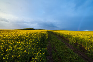 Spring rapeseed yellow blooming fields after rain evening view, cloudy pre sunset sky with rainbow, ground road, and rural hills. Seasonal, weather, climate, eco, farming, countryside beauty concept.