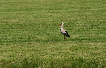 One stork in a green field