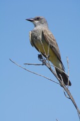 Cassin's Kingbird