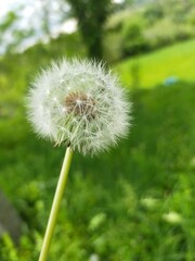 dandelion on green