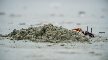 Ghost crabs (Ocypode kuhlii) are semiterrestrial crabs of the subfamily Ocypodinae. They are common shore crabs in tropical and subtropical regions throughout the world.