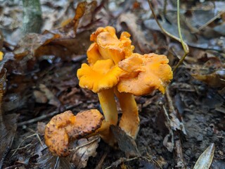 Chanterelles Orange Mushroom