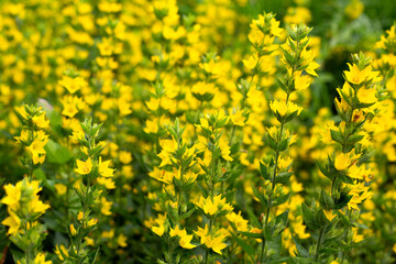 Obraz premium yellow field of Lysimachia punctata. blurred background High quality photo