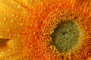 Wet orange petals and center of flower Gerbera Jamesonii with visible drops of water on them. Flower is also called also called Barberton daisy, the Transvaal daisy, or Barbertonse madeliefie.