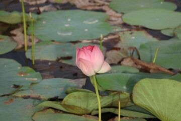 Pink lotus flower in a pond