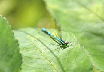blue dragonfly sits on a green leaf in the forest