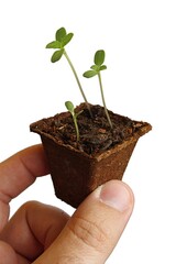 Small seedlings of sunflower plant, latin name Helianthus Annuus, growing from cardboard rooting pot, held in gardener fingertips, white background. 