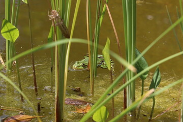 Teichfrosch im Gartenteich (4)