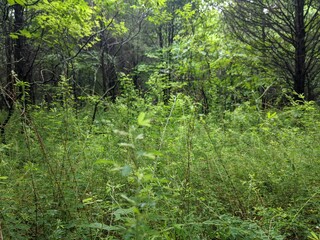 Obraz premium tree in the forest