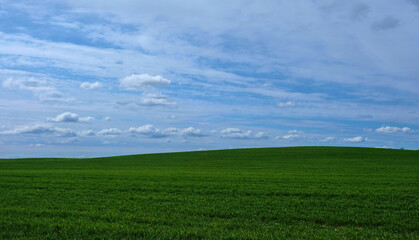 Obraz premium Green field against the blue sky