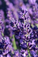 Fototapeta premium Beautiful vertical violet flower clusters of true lavender flower, latin name Lavandula angustifolia, in afternoon summer sunshine. 