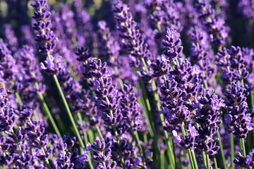 Beautiful vertical violet flower clusters of true lavender flower, latin name Lavandula...