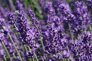 Obraz premium Beautiful vertical violet flower clusters of true lavender flower, latin name Lavandula angustifolia, in afternoon summer sunshine. 