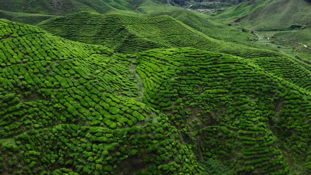 Aerial view of beautiful green tea plantations,terraces in Cameron Highlands Malaysia. August 2019