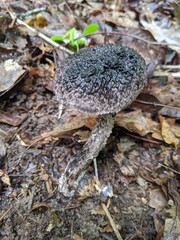 mushrooms in the forest