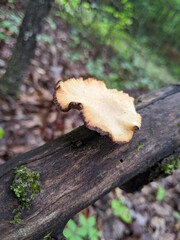 mushrooms on tree trunk