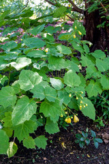 A large clump of yellow waxbells (Kirengeshoma palmata) in bloom in a shade garden setting
