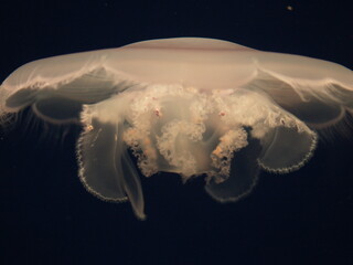 Jellyfish