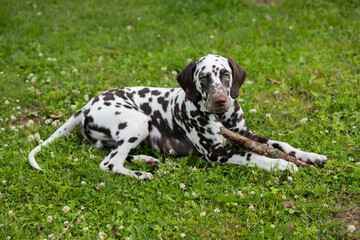 Sweet cute dalmatian dog puppy lying on the meadow and chewing on a branch stick.4 month old dog chewing in the grass on a stick.Puppy playing on lawn.Copy space