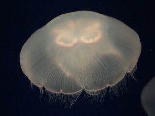 Jellyfish