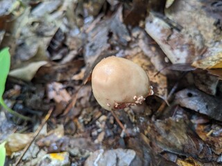 mushrooms in the forest