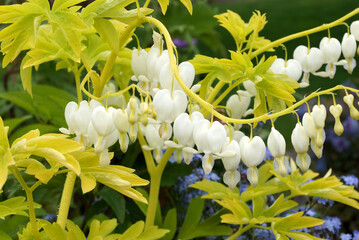 Horizontal closeup of the white flowers and bright yellow foliage of 'White Gold' bleeding heart...