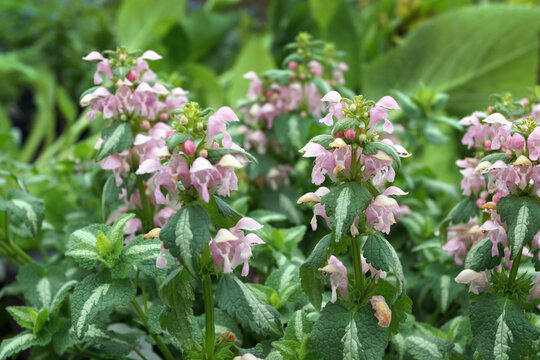 Horizontal closeup of the flowers and foliage of 'Shell Pink' spotted deadnettle (Lamium maculatum 'Shell Pink')