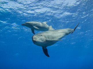 dolphins underwater
