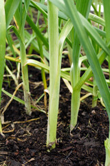 A garden bed of leeks (Allium ampeloprasum), showing the base of the stems where they emerge from the soil