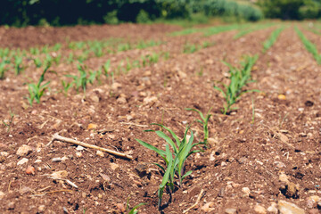 Green corn maize plants on a field. Agricultural landscape