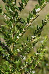 Vertical closeup of a stem of sericea lespedeza (Lespedeza cuneata), with leaves and flowers