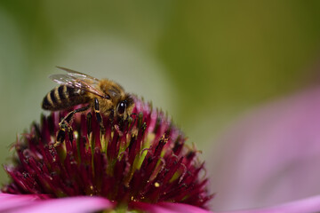 Close-up of a honey bee looking for food on a red coneflower