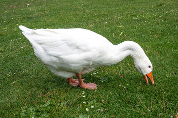 White Emden goose eating grass and daisies by the River Nene, March, Cambridgeshire