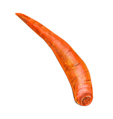 Carrot without leaves on a white background.