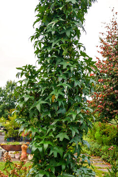 'Slender Silhouette' American sweetgum (Liquidambar styraciflua 'Slender Silhouette') in a garden, showing the narrowly upright (fastigiate) growth habit