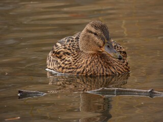 Female mallard (Anas platyrhynchos) swimming in the pond, with reflection in the brown water, Gdansk, Poland