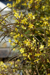 Lance-leaved or lanceleaf loosestrife (Lysimachia lanceolata var. purpurea) in flower