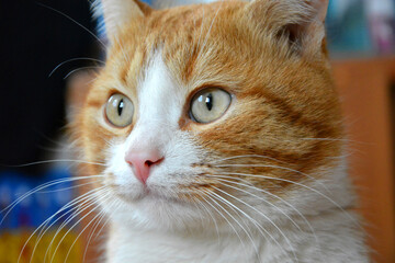 Beautiful red cat. Muzzle close-up. The cat looks away.