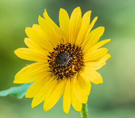 close up of yellow sunflower