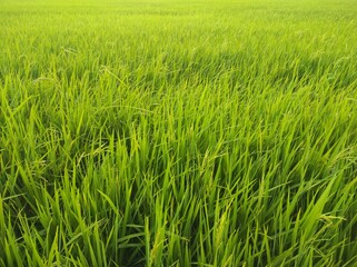 Green rice field in Malaysia