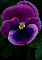 Purple pansy in the garden