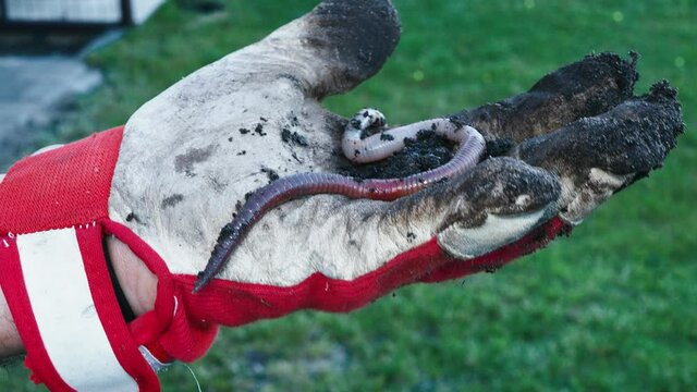 hand in farmer glove hold red wiggling worm for fishing. Garden compost with rich soil, red worms used for composting