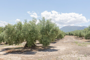 Olivos plantados en hileras