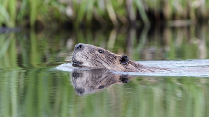 An American beaver swims in a calm pond