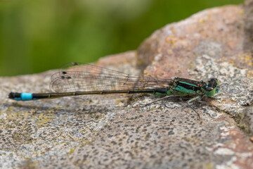 close up of a dragonfly