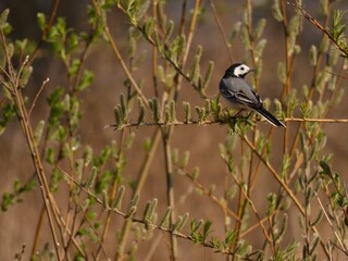 White wagtail bird (Motacilla alba) sitting on the branch of the willow tree, Poland