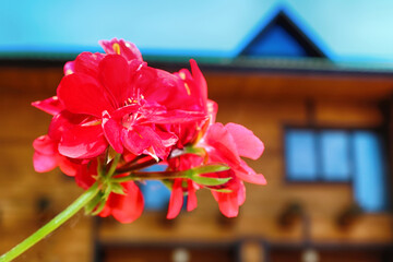 Red geranium close up and wooden house as background