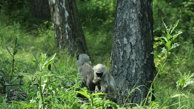 Detail of a very rare species of primate - Semnopithecus entellus. Northern plains gray langur is using his hands to treat himself to leaves and small insects for today's lunch. Sacred langur, Bengal 